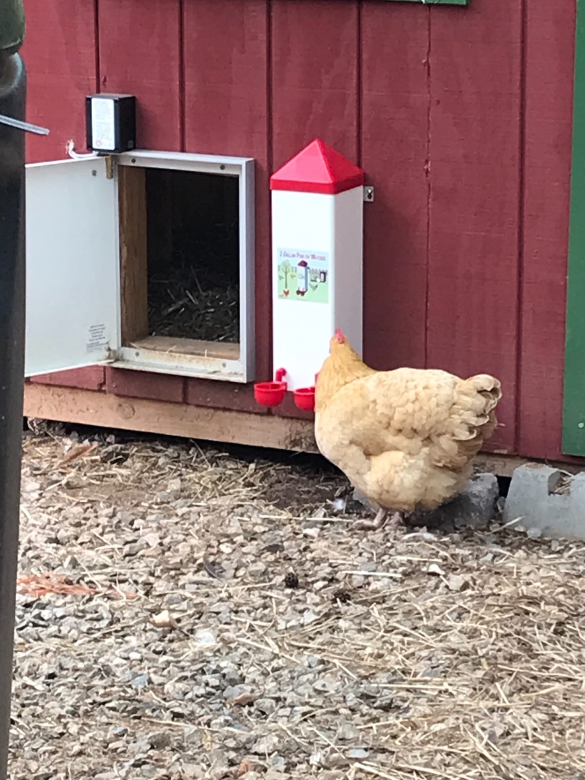 RentACoop 2 Gallon High Rise Chicken Waterer with Cups & Nipples customer photo 2
