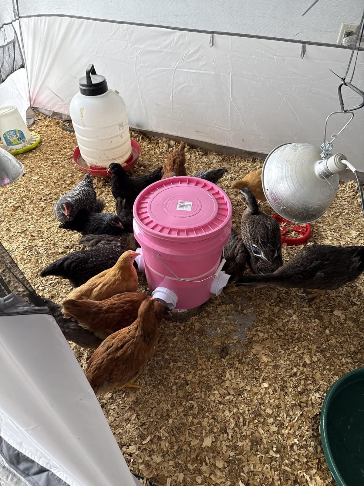 DIY Chicken Feeder No Waste Automatic Poultry Feed Kit for Buckets, 4 Ports customer photo 2