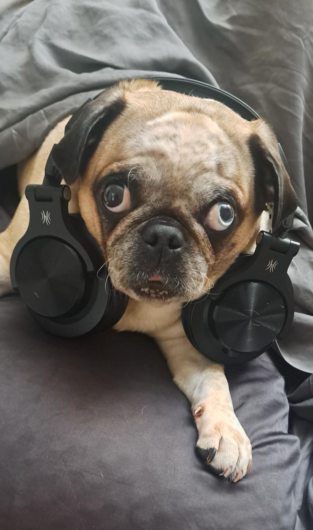 OneOdio A70 Bluetooth Over-Ear Headphones, Hi-Res Wired DJ Studio - RG customer photo 2