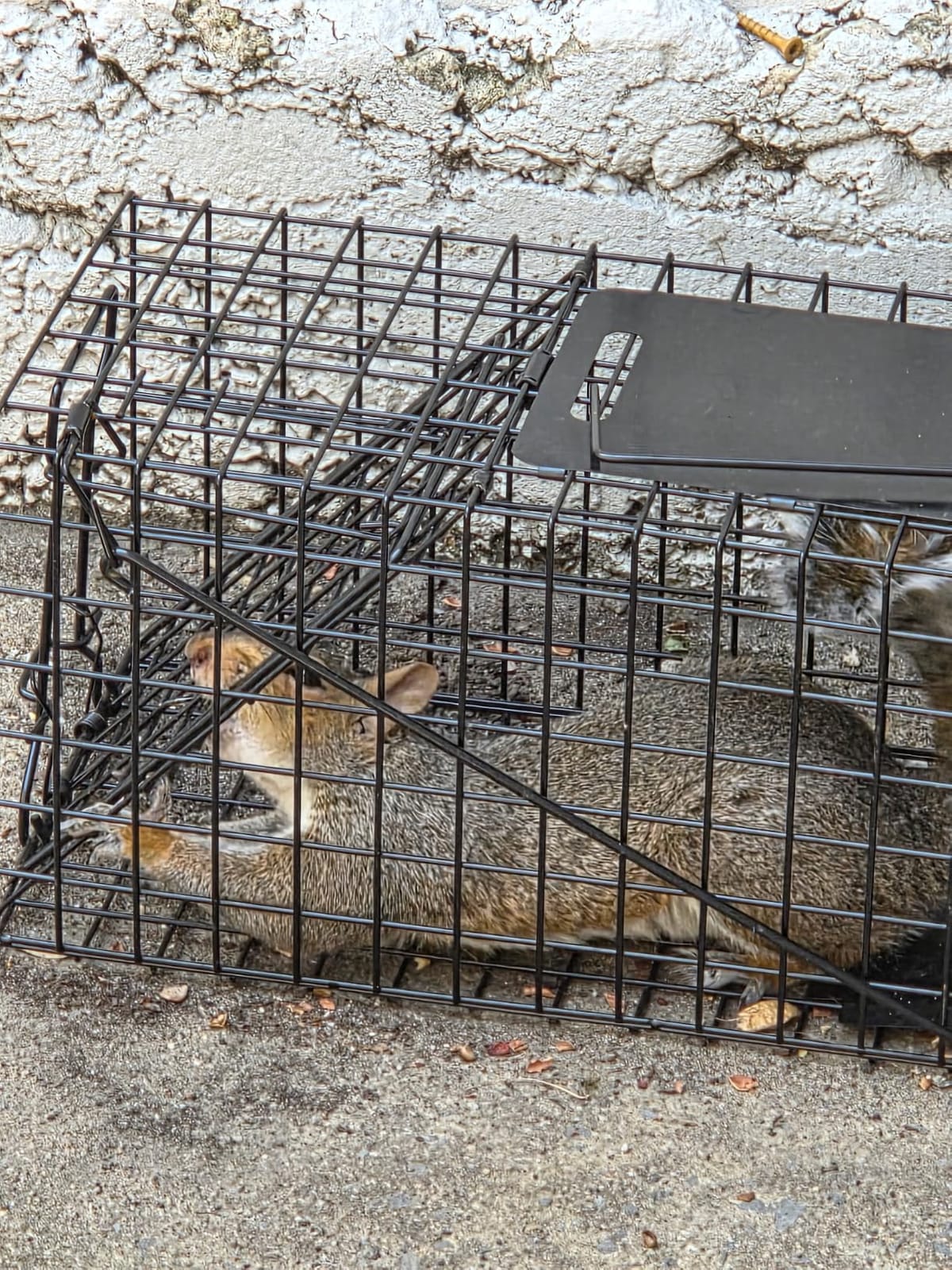 Humane Live Squirrel Cage Trap customer photo 1