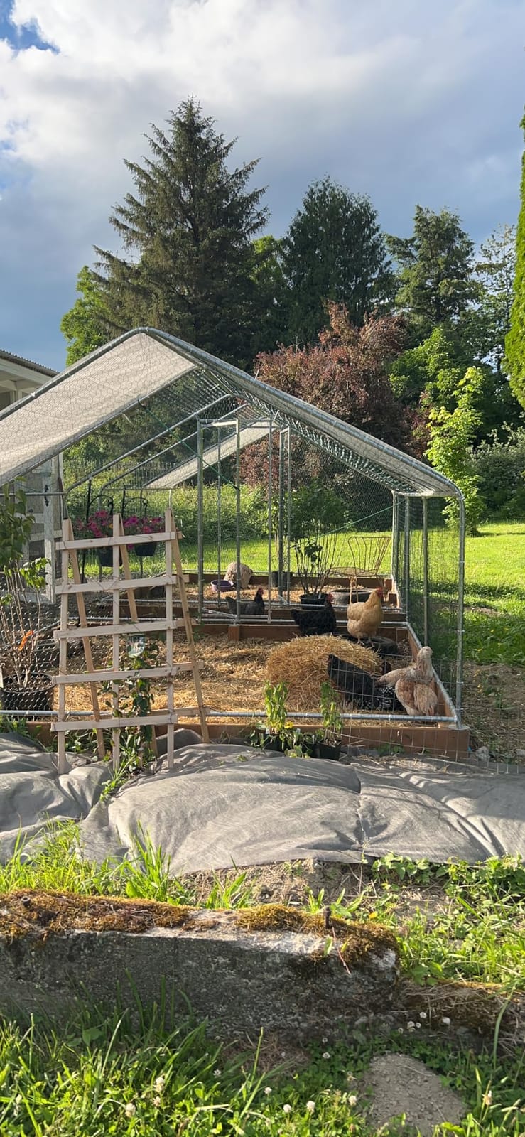 Walk-in Chicken Coop 10x10 ft, Metal Poultry Cage for 10-15 Chickens, Steel customer photo 1