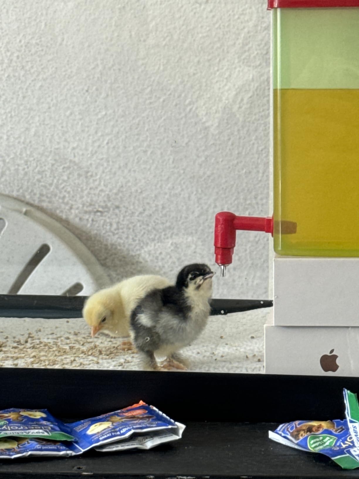 ZenxyHoC Baby Chick Waterer with Nipple Drinker 2 * 0.26 Gal (White) customer photo 1
