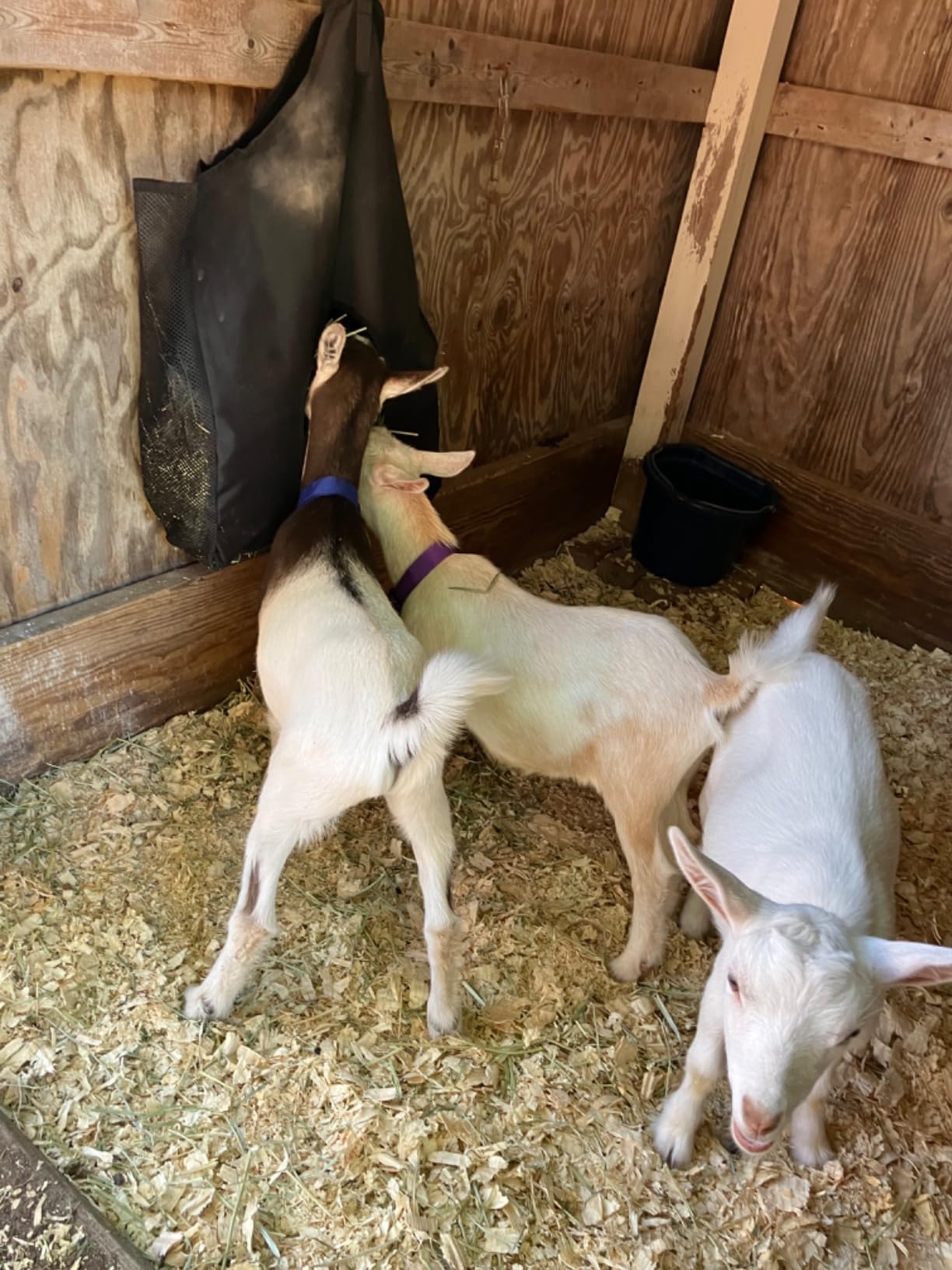 Hay Bag Hanging Goat Feeder Tote with Adjustable Strap customer photo 1