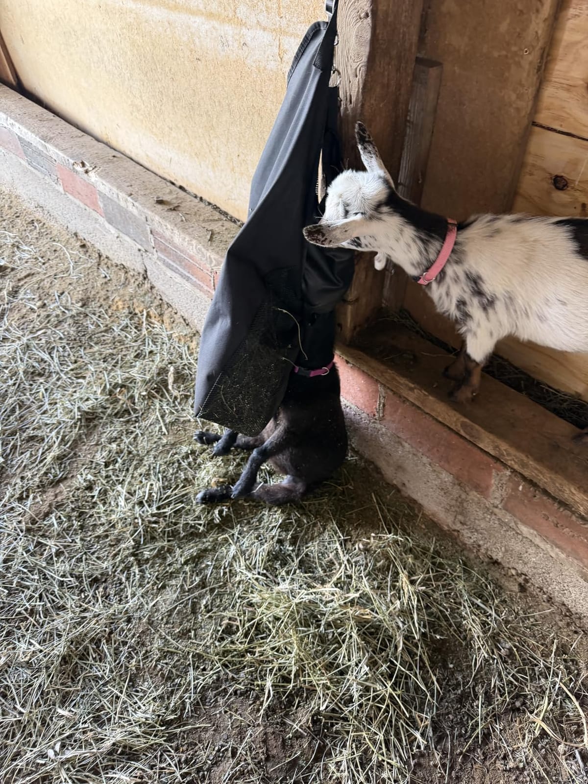 Hay Bag Hanging Goat Feeder Tote with Adjustable Strap customer photo 2
