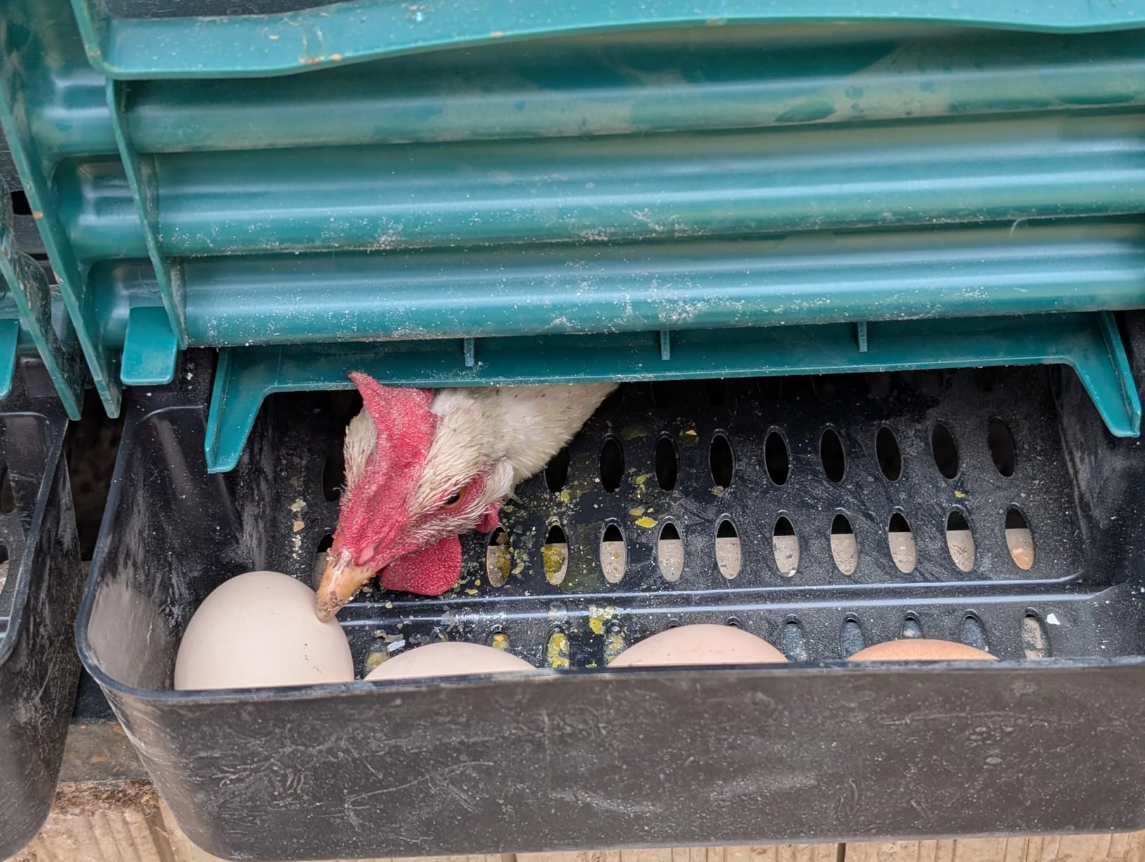 Chicken Nesting Box, 3 Holes Nesting Boxes, Heavy Duty Metal Laying Boxes, Roll Away Nesting Box Egg Collection Tray, with Roosting Pole for Chicken Coop(Green) customer photo 2