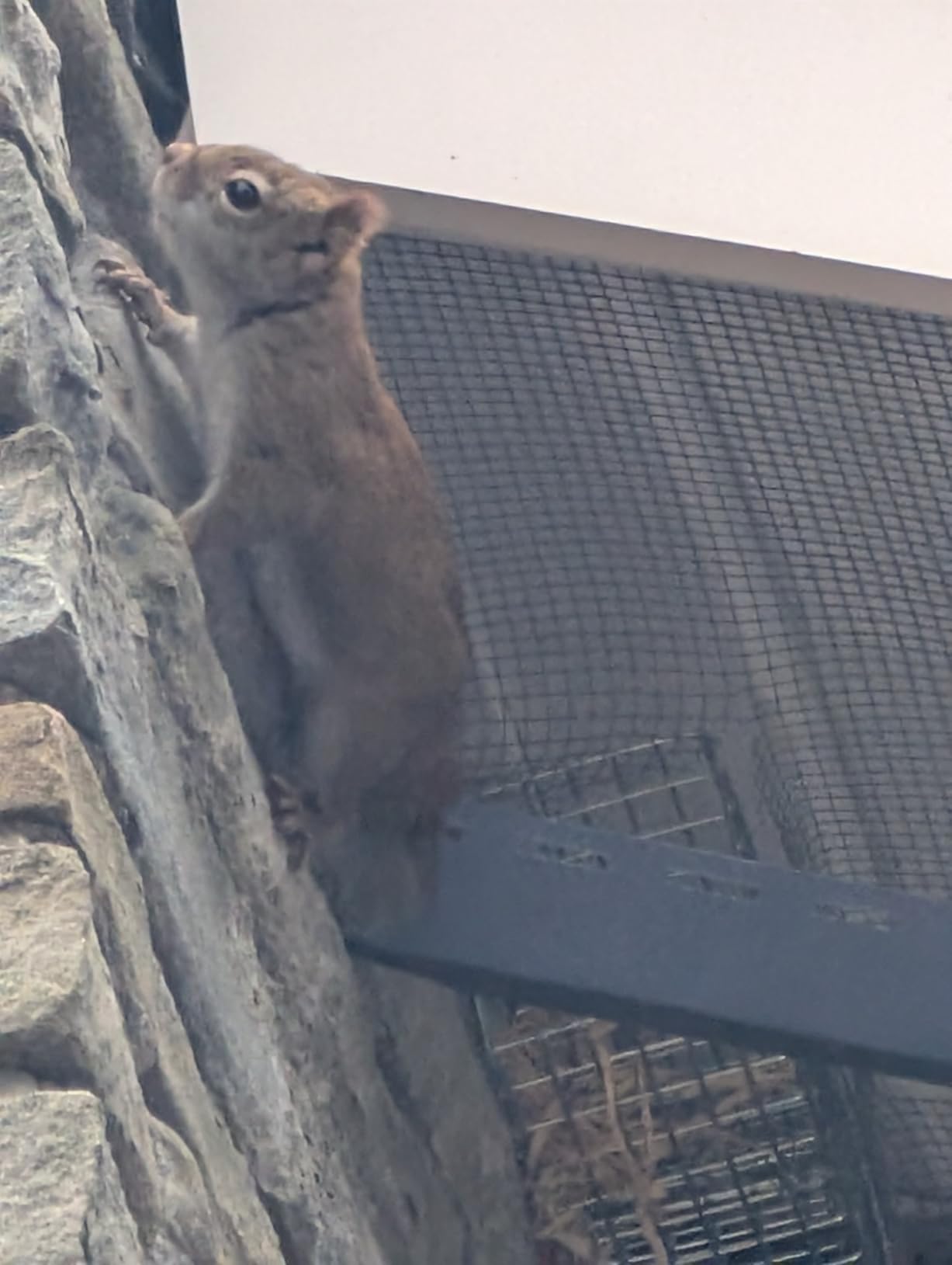One Way Squirrel Door Excluder, Humane Squirrels, Chipmunks Contactless Excluder, for Outdoor Spaces Like Attics, Chimneys - Includes Full Installation Kit customer photo 2