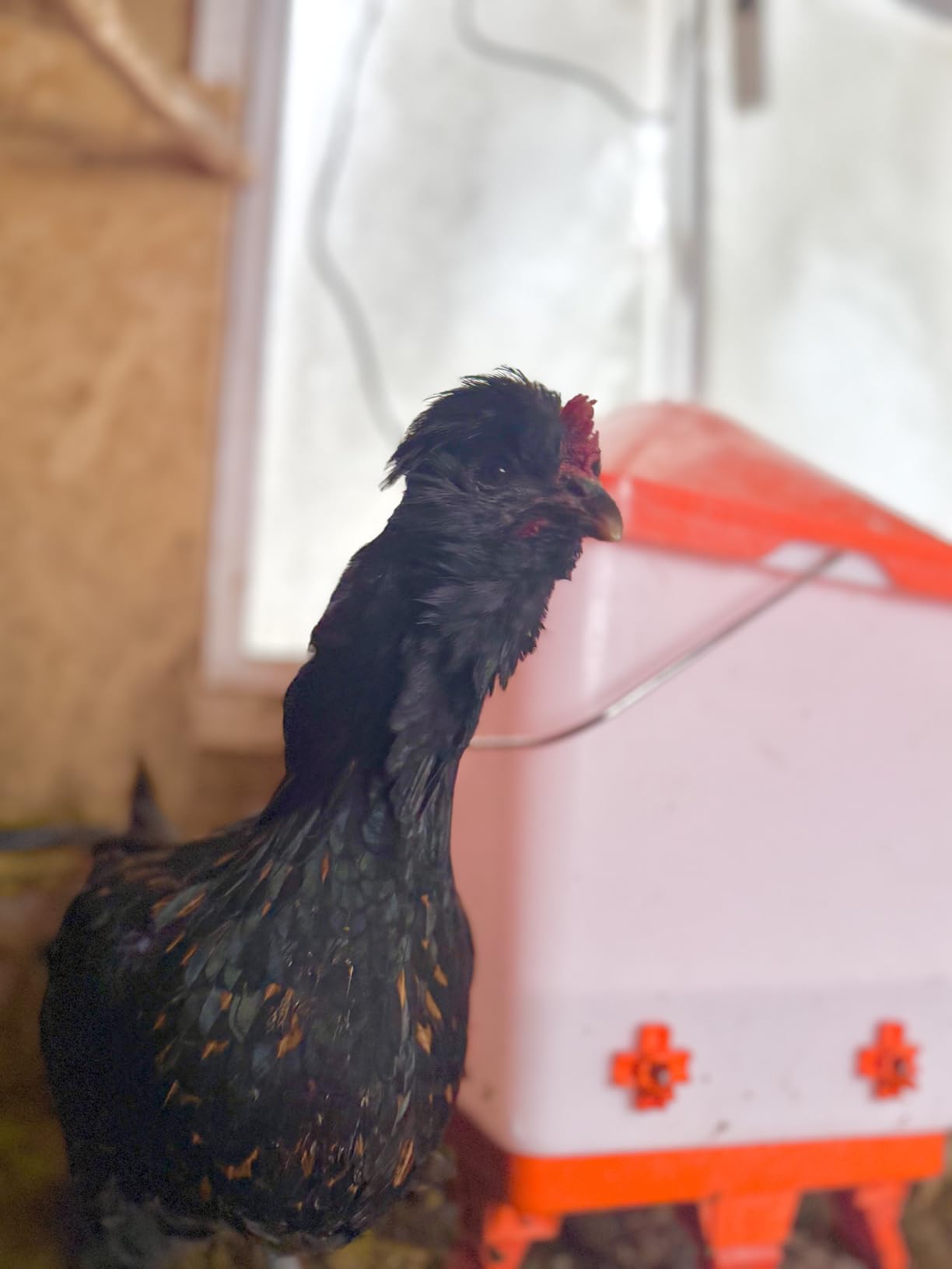 Eggluuz Heated Chicken Waterer 5 Gallon Thermostatically Controlled Poultry Water Heater with 8 Horizontal Nipples for Winter customer photo 2
