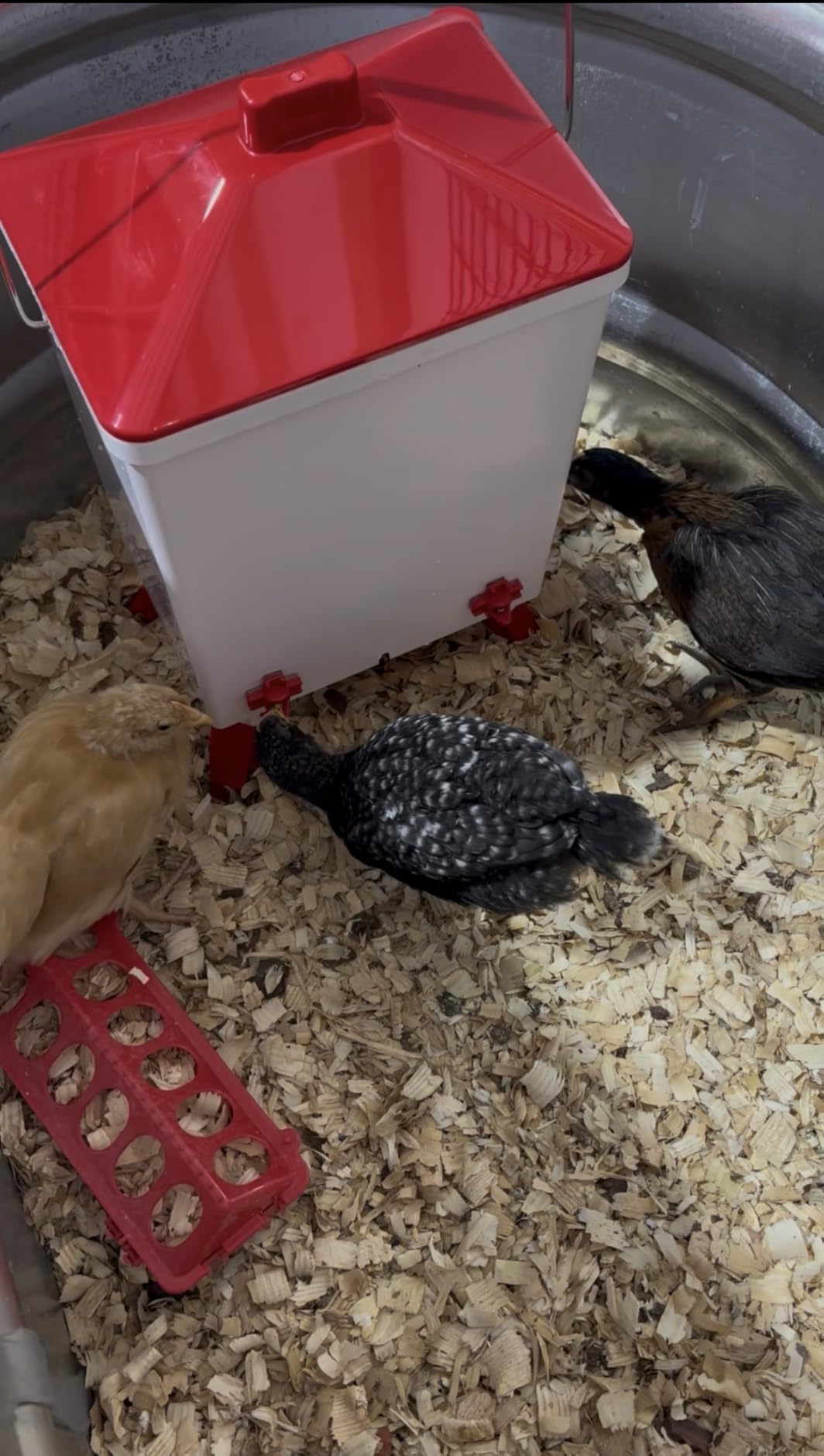 3.6 Gal Chicken Waterer with 4 Water Nipples - 3 Height Adjustable customer photo 1