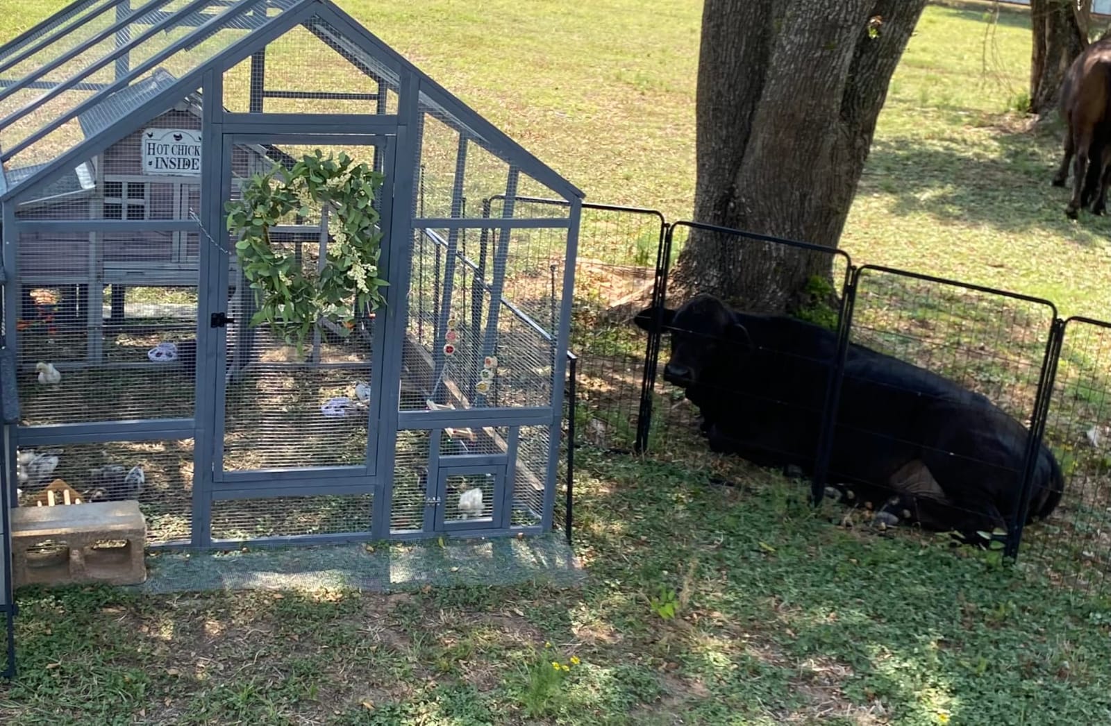 Large Wood Chicken Coop with Nesting Box for10-12 Chickens, Gray customer photo 2