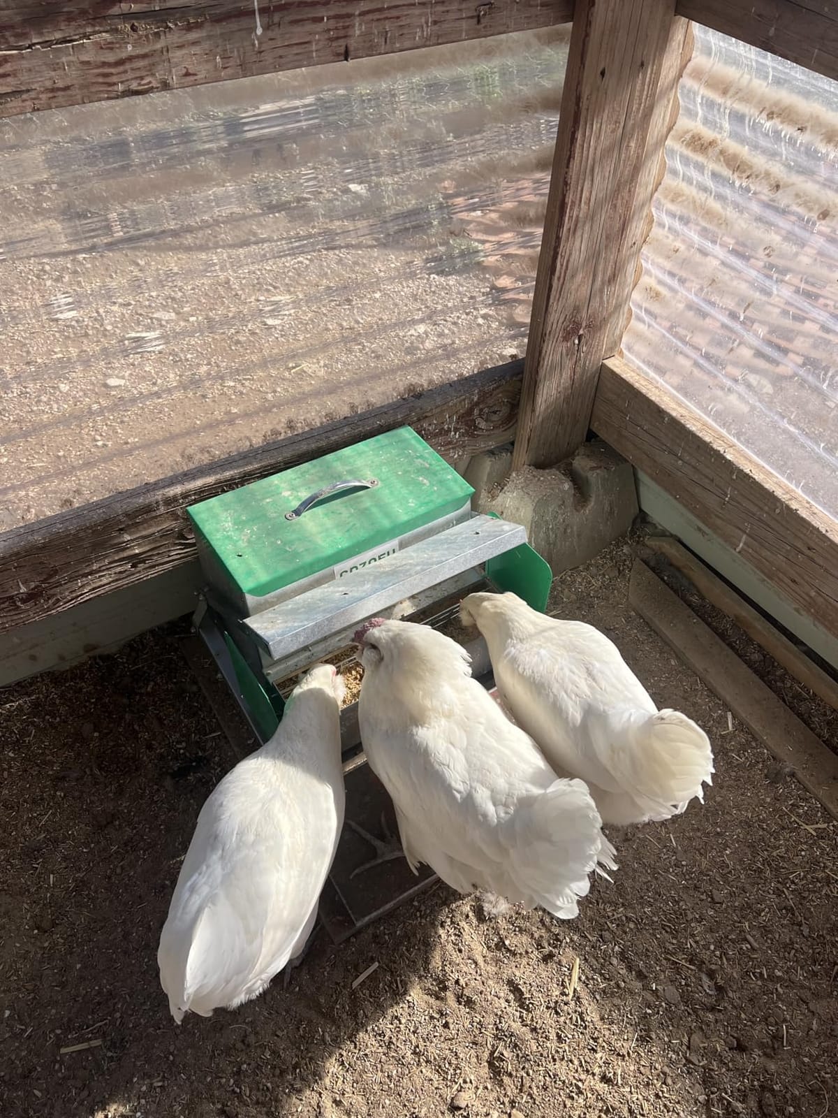 Feeders Automatic Chicken Feeder - Large Capacity for 6-12 Chickens, Lasts 10 Days (25lb Feed), Durable Galvanized Steel, Rat-Proof, No-Spill, Weatherproof Lid customer photo 2