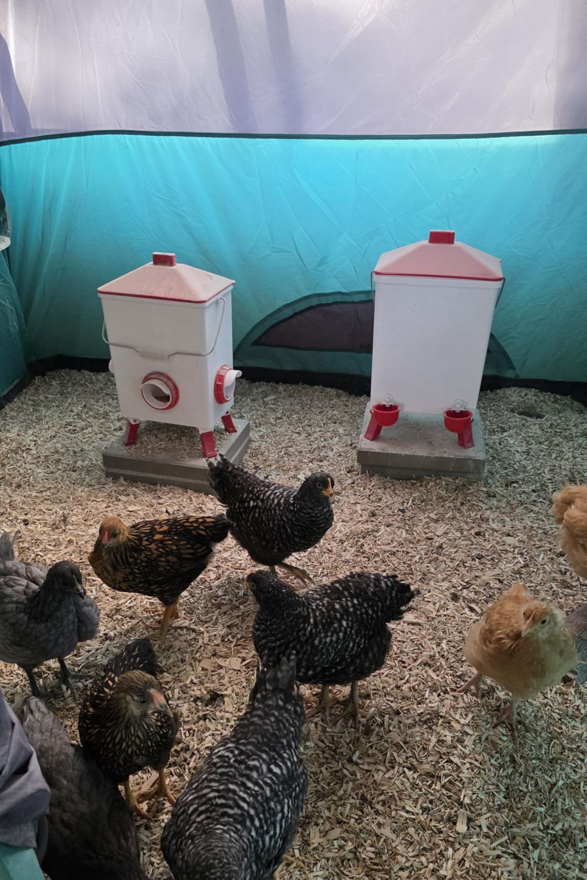 3.6 Gal Chicken Feeder and Waterer Set - 3 Height Adjustable customer photo 2