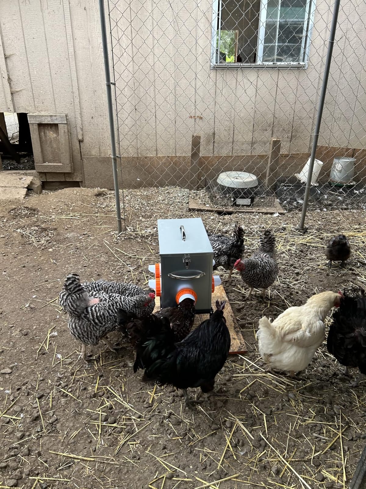 Metal Chicken Feeder 40lb, No Waste Automatic Chicken Feeder with Window, Galvanized Large Capacity Poultry Equipment, Rodent Proof, Rat Proof, Weatherproof Silo, Outdoor Coop, Comederos para Gallinas customer photo 1