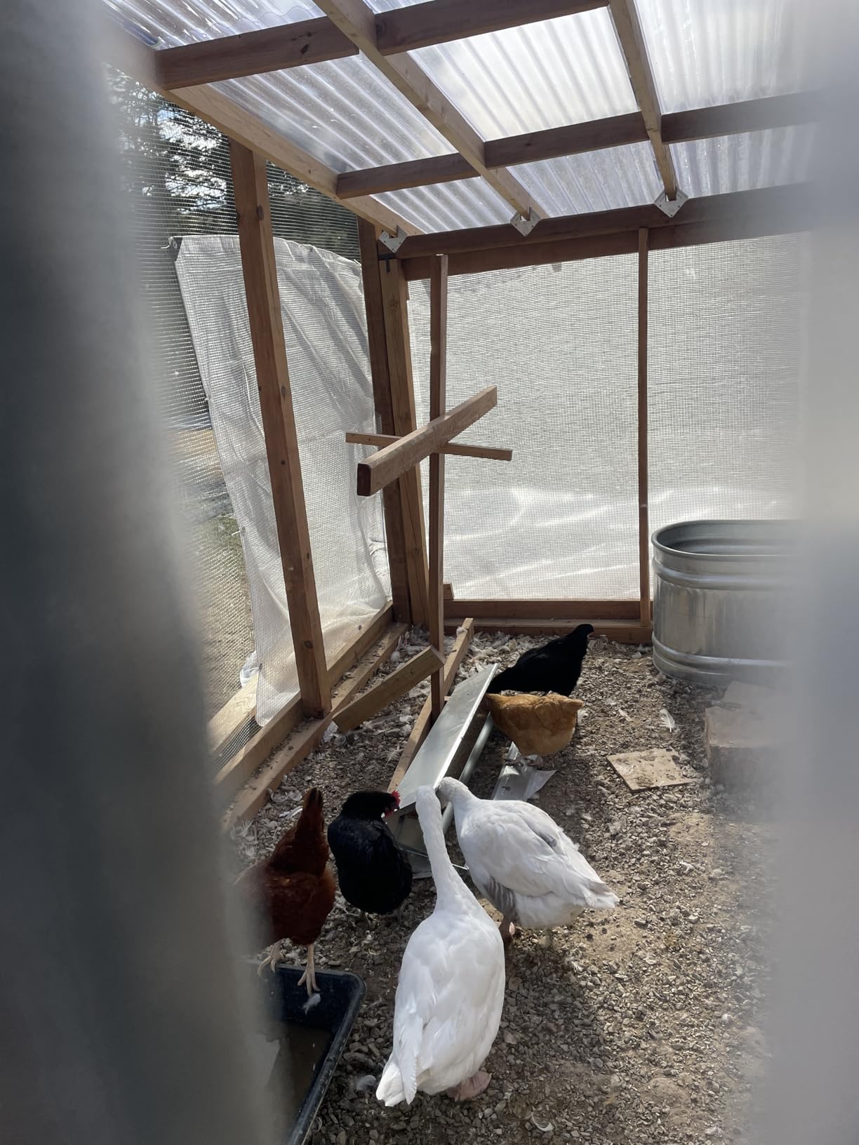 22lbs Automatic Chicken Feeder Large Capacity Poultry Feeders Treadle Galvanized Chicken Feeder with Weatherproof Lid for Chickens, Ducks, Geese customer photo 1
