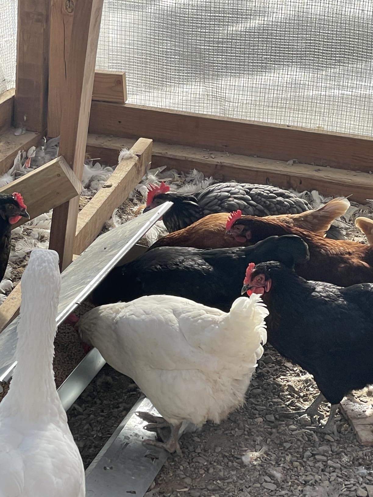 22lbs Automatic Chicken Feeder Large Capacity Poultry Feeders Treadle Galvanized Chicken Feeder with Weatherproof Lid for Chickens, Ducks, Geese customer photo 2