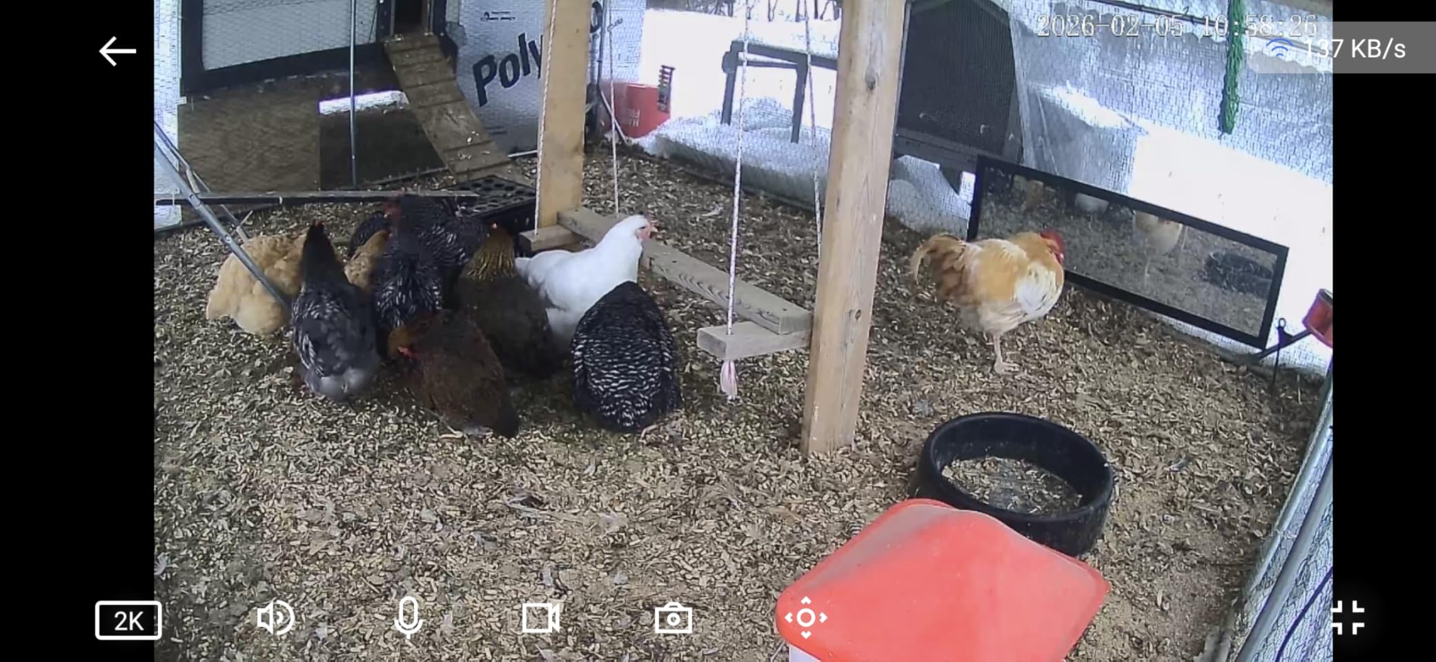 5.0 Gal Heated Chicken Waterer Bucket with 4 Horizontal Water Nipples customer photo 1