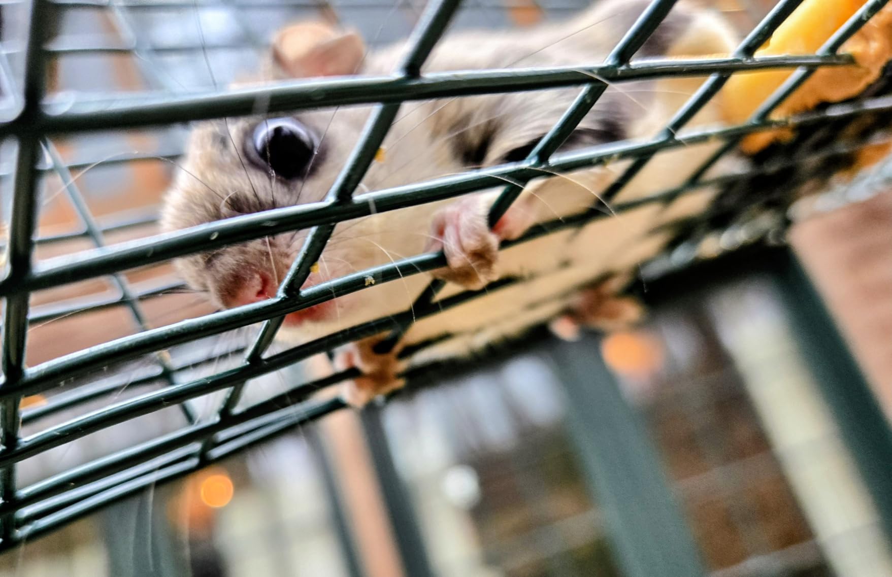 Qualirey 1 Pcs Squirrel Trap Live Animal Cage Humane Catch Release,Black customer photo 1