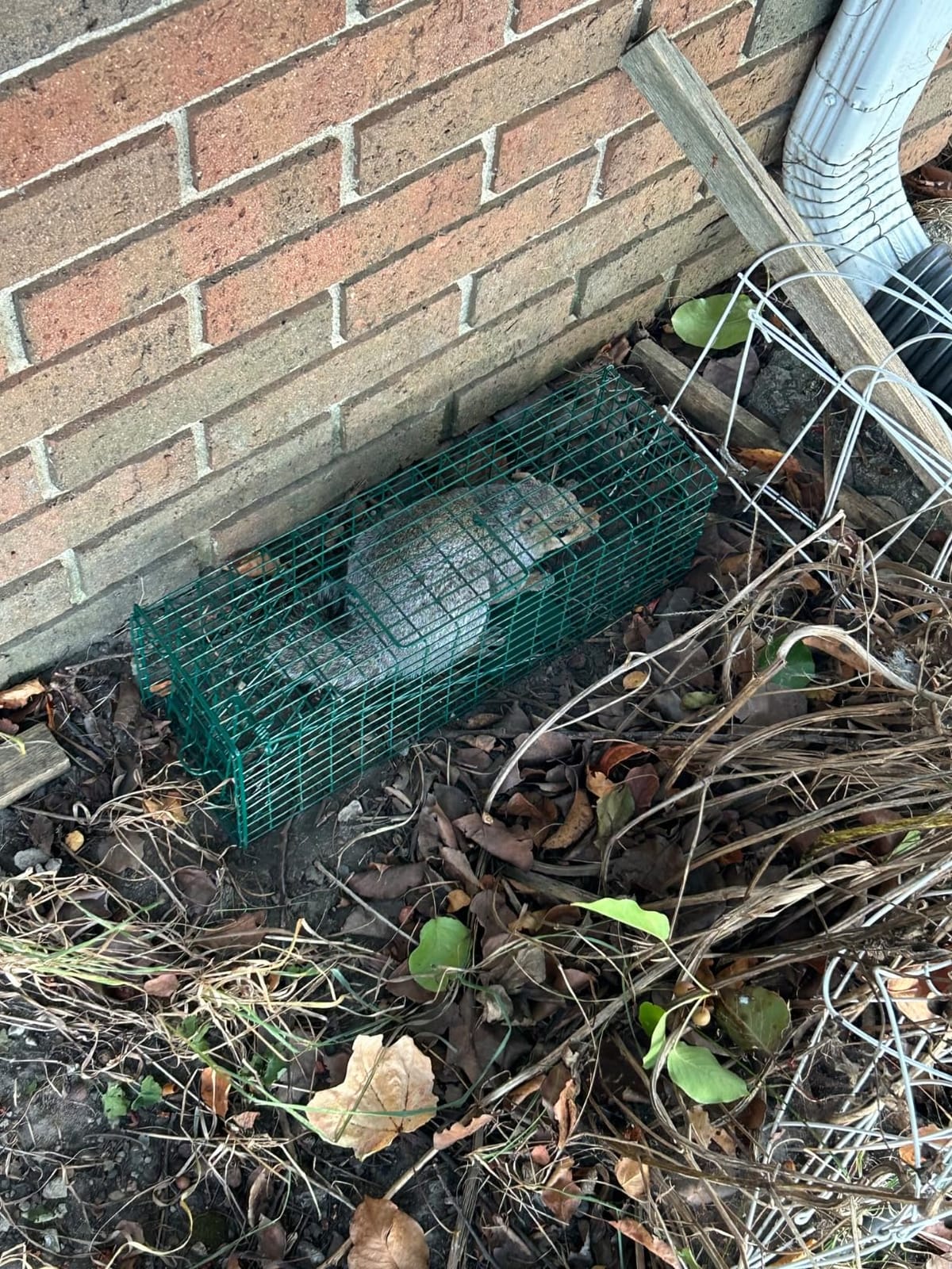 Qualirey 1 Pcs Squirrel Trap Live Animal Cage Humane Catch Release,Black customer photo 2