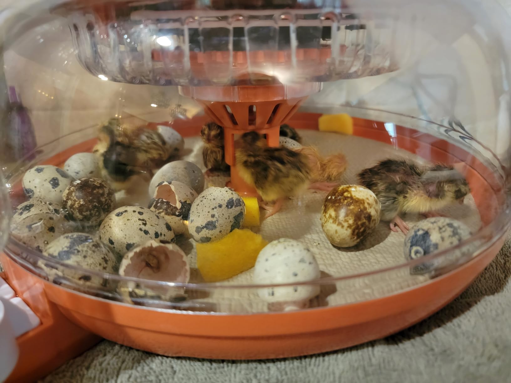 18 Egg Incubator with Automatic Egg Turning, Digital Temperature Humidity Control, Incubator for Hatching Eggs, 360° View Candler, Chicken, Quail, Duck, Goose, Turkey for Home & Farm customer photo 1