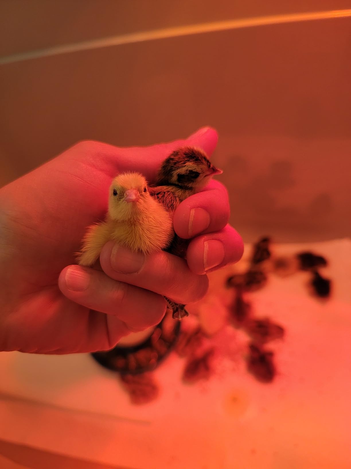18 Egg Incubator with Automatic Egg Turning, Digital Temperature Humidity Control, Incubator for Hatching Eggs, 360° View Candler, Chicken, Quail, Duck, Goose, Turkey for Home & Farm customer photo 2