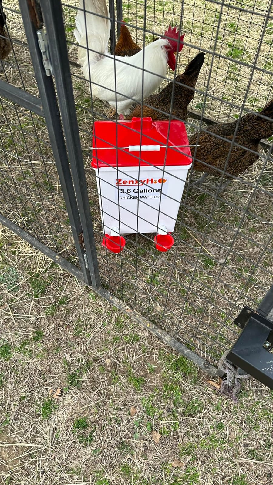3.6 Gal Chicken Waterer with 4 Automatic Water Cups - 3 Height Adjustable customer photo 1