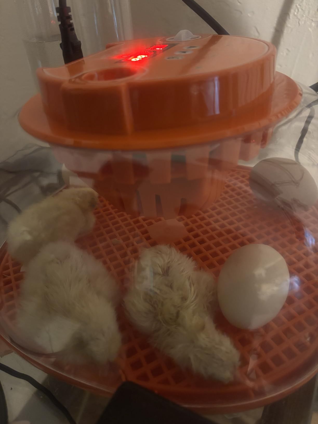 VEVOR 24 Egg Incubator, Automatic Egg Turner with LED Candler, Temperature & Humidity Control, 360° View Clear Window, Auto Water Refill, Poultry Eggs Incubators for Hatching Chicks Ducks Goose Quail customer photo 2