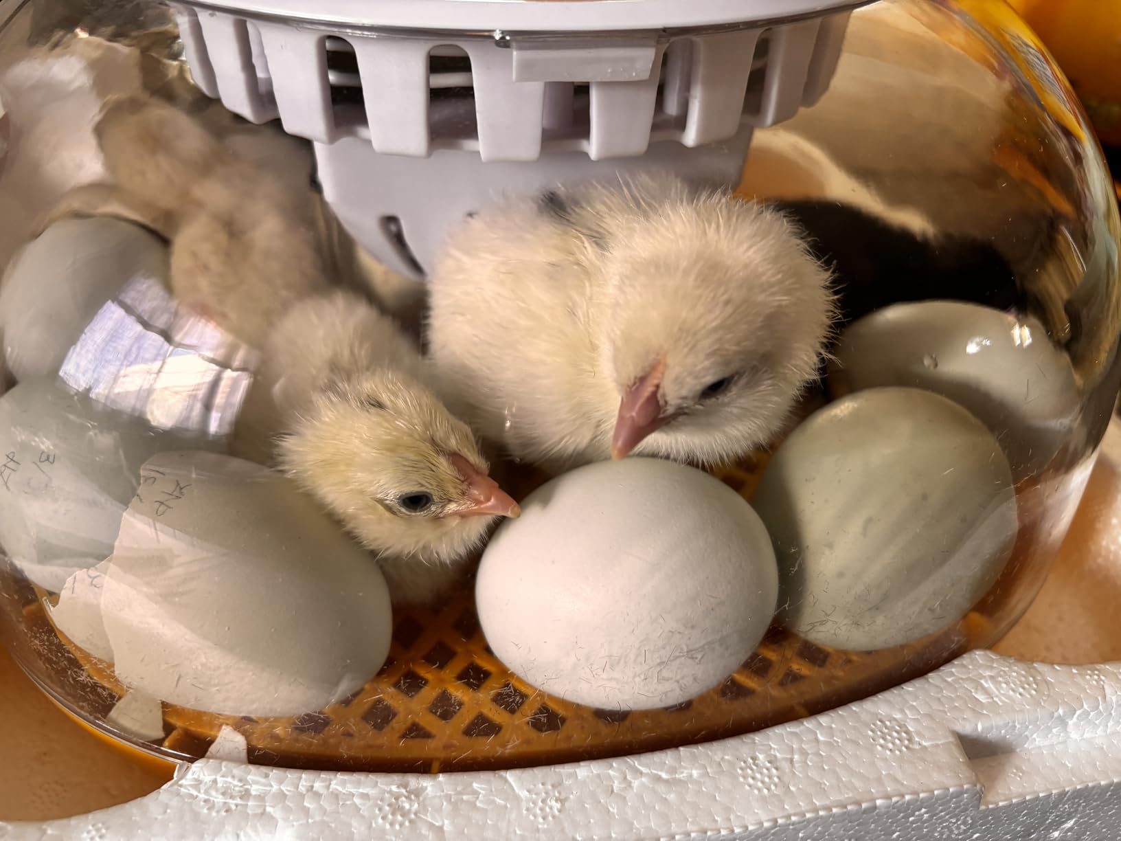 Egg Incubators for Hatching Eggs, Temperature&Humidity Control customer photo 1