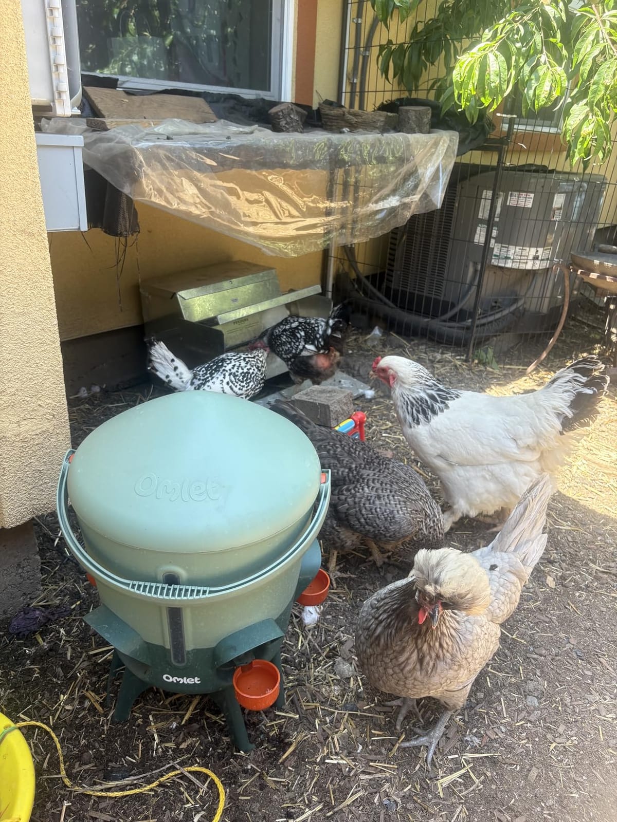 Omlet Insulated Chicken Waterer, 3 Gallon | Automatic Poultry Water Dispenser with 5 Cups & Nipples Included | BPA-Free | Anti-Roost Lid | Sage Green customer photo 1