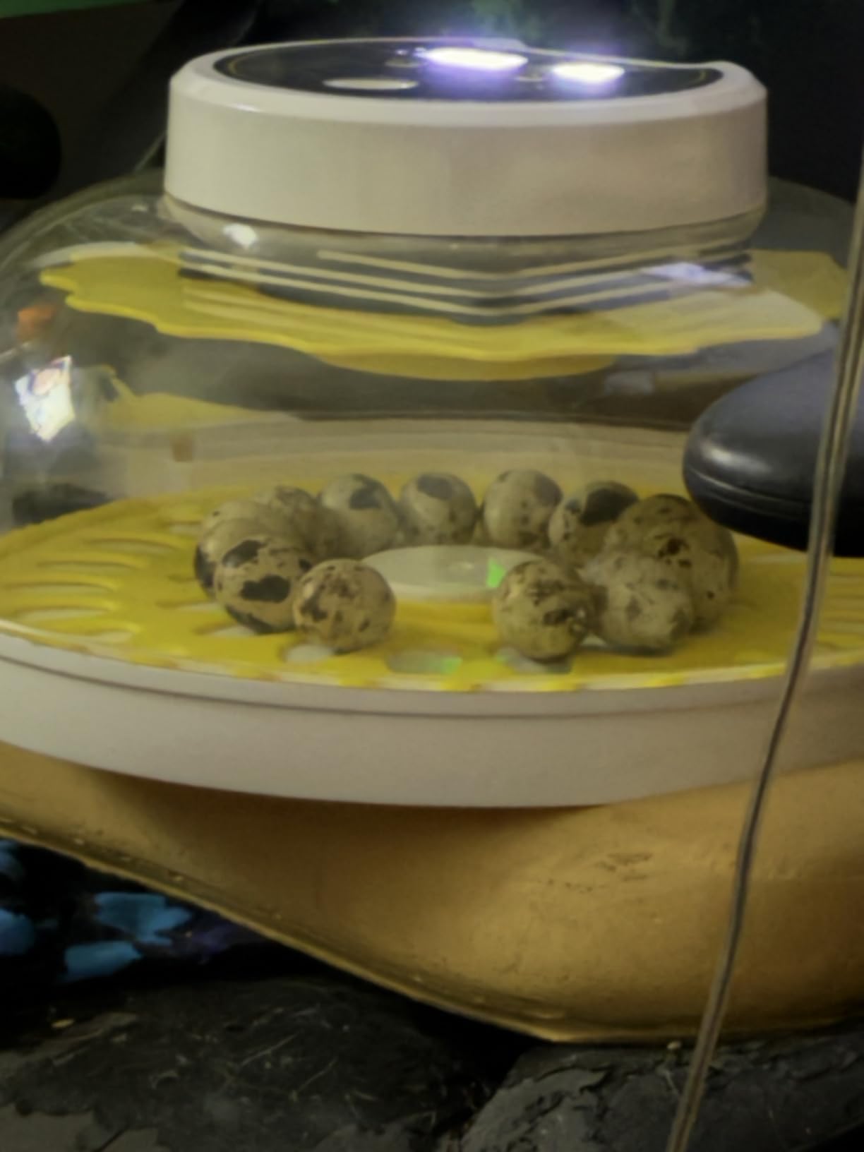 40 Quail Egg Incubator with Automatic Egg Turning Humidity Control Eggs customer photo 2