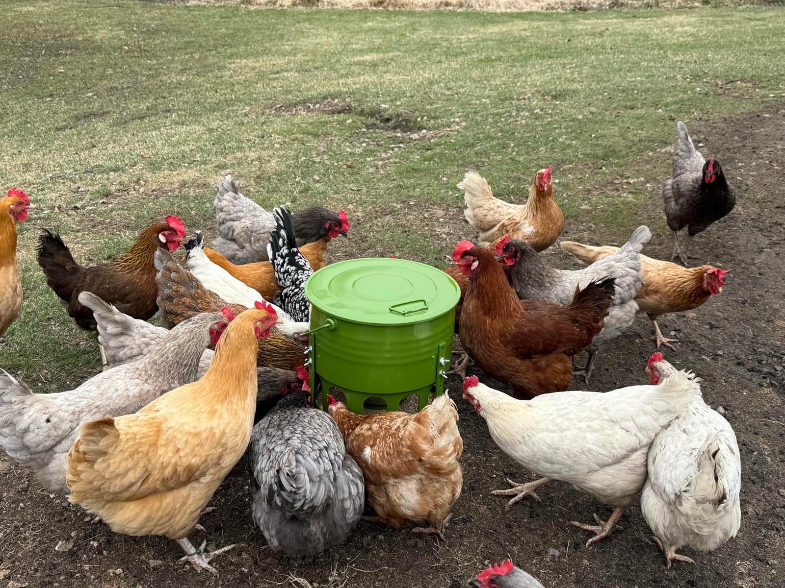 Metal Chicken Feeder No Waste - 20LB Large Chicken Feeder with 12 Ports & 4 Adjustable Heights Tripod Stand, Automatic Hanging Poultry Feeder, Rainproof for Backyard Chickens & Small Flocks customer photo 1