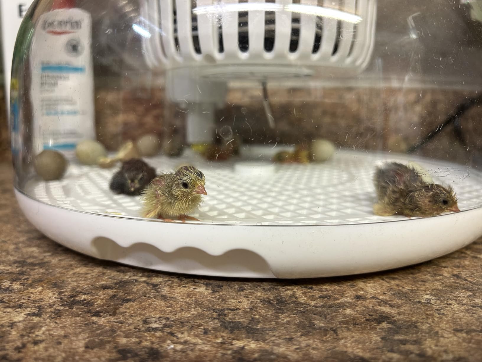 Sailnovo 12 Egg Incubators for Hatching Egg with Auto Humidification customer photo 1