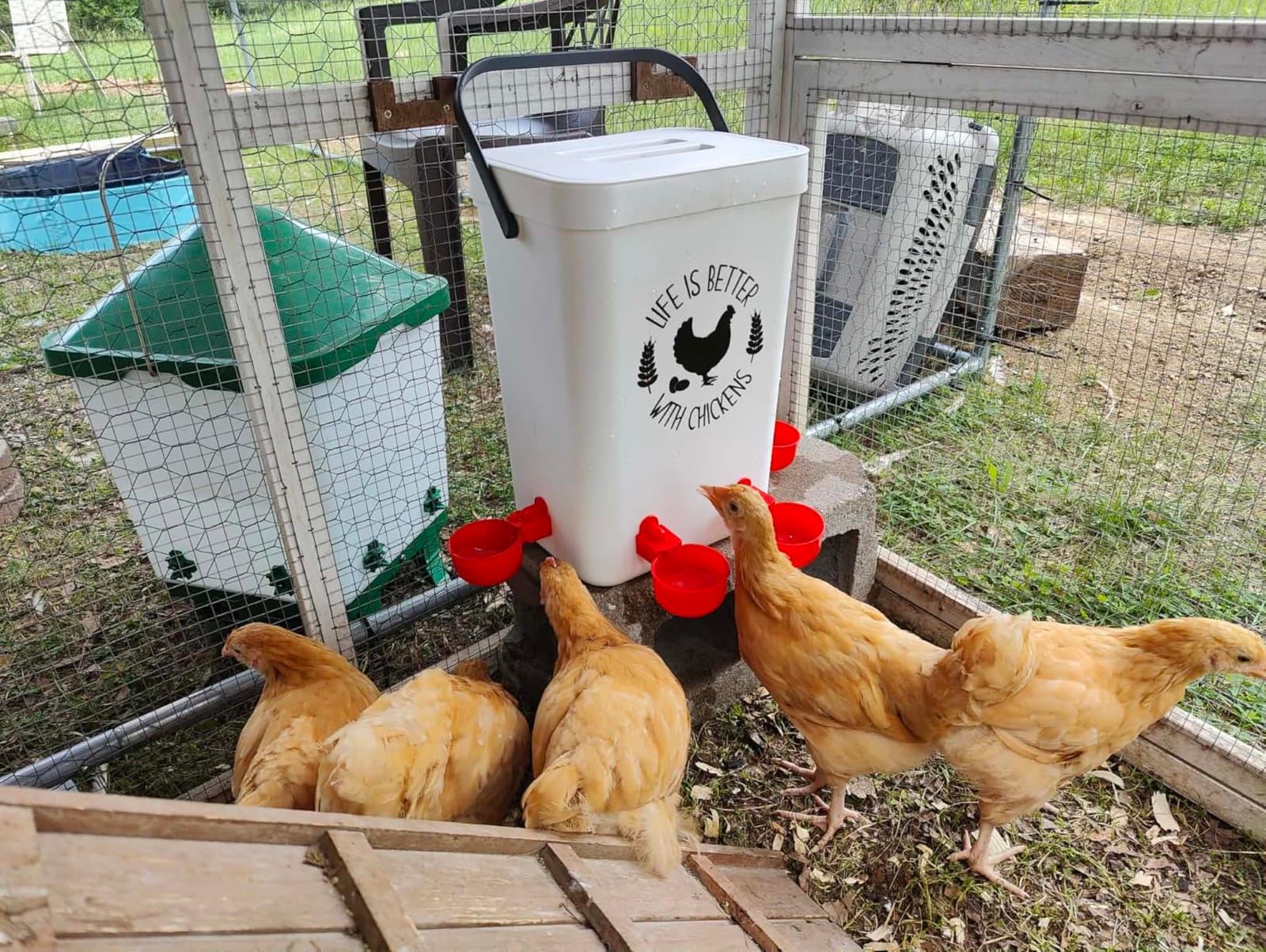 Tgeyd No-Waste Chicken Feeder & Waterer Set, 3 Gallon Automatic Waterer and 15 lb Hanging Feeder for Backyard Chickens, Modern Farmhouse Chicken Coop Essentials customer photo 2