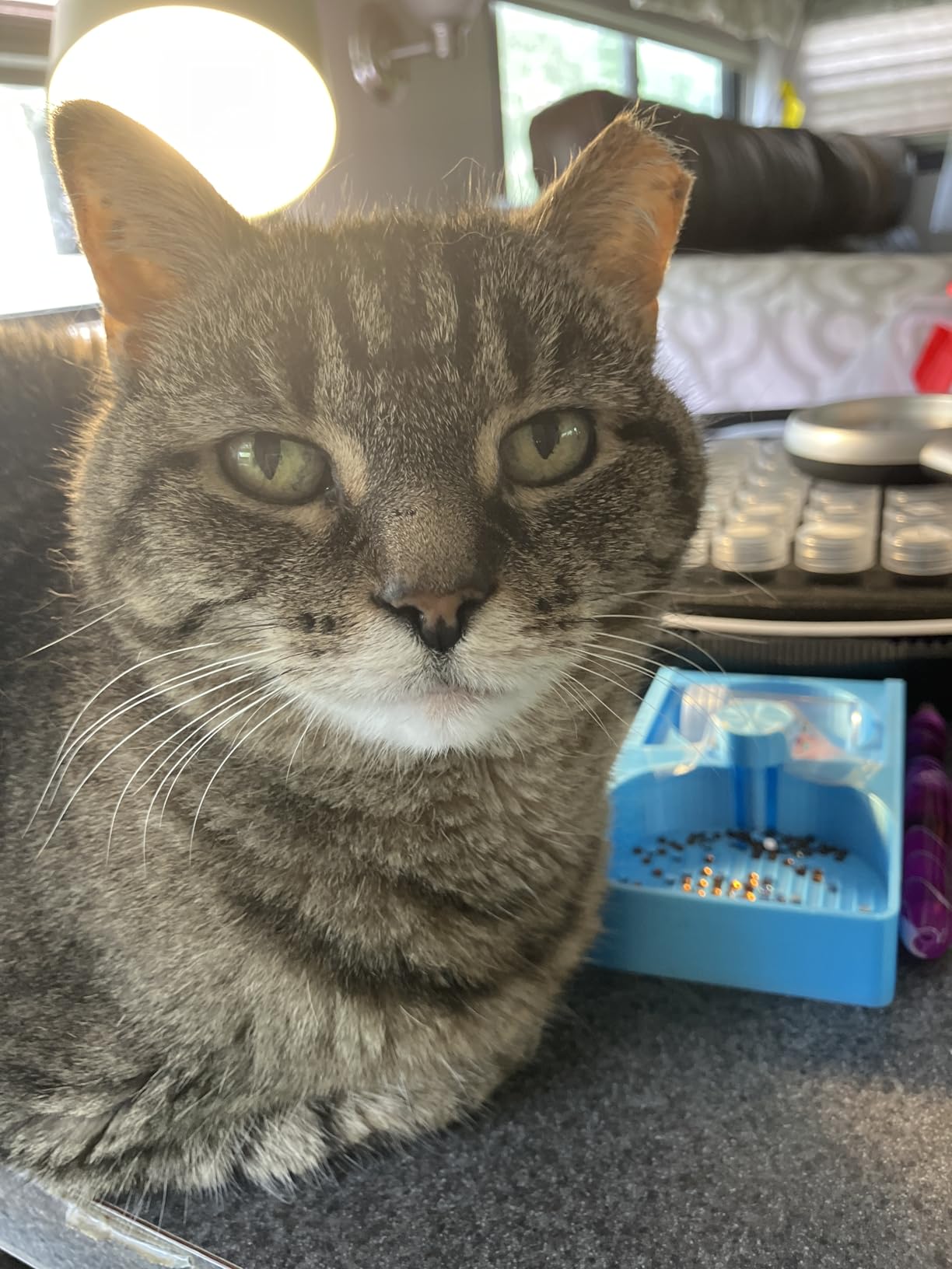 Fancy Feast Gravy Lovers customer photo 1