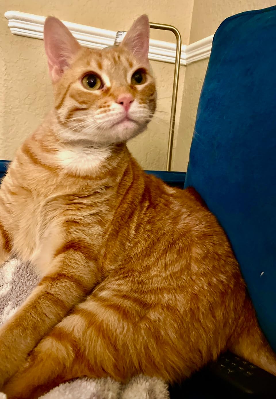 Fancy Feast Gravy Lovers customer photo 2