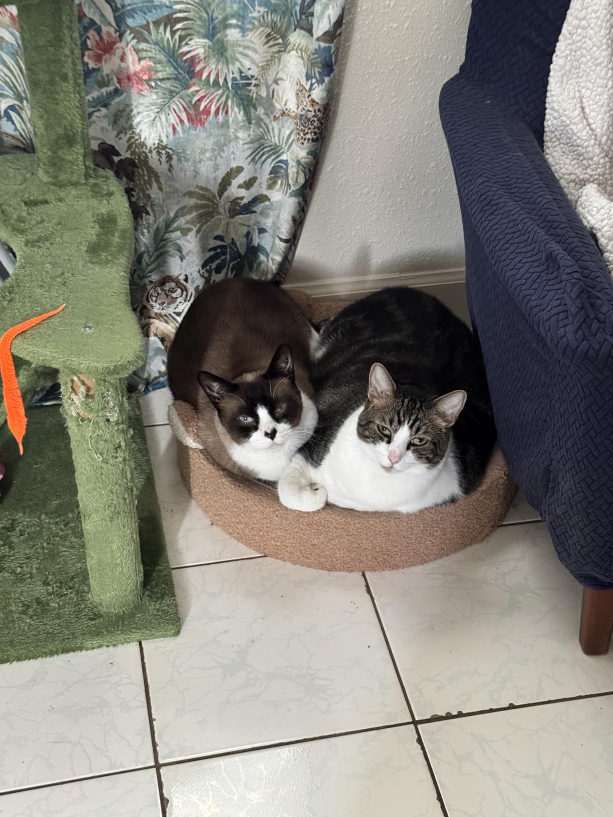 IAMS Indoor Cat Food customer photo 1
