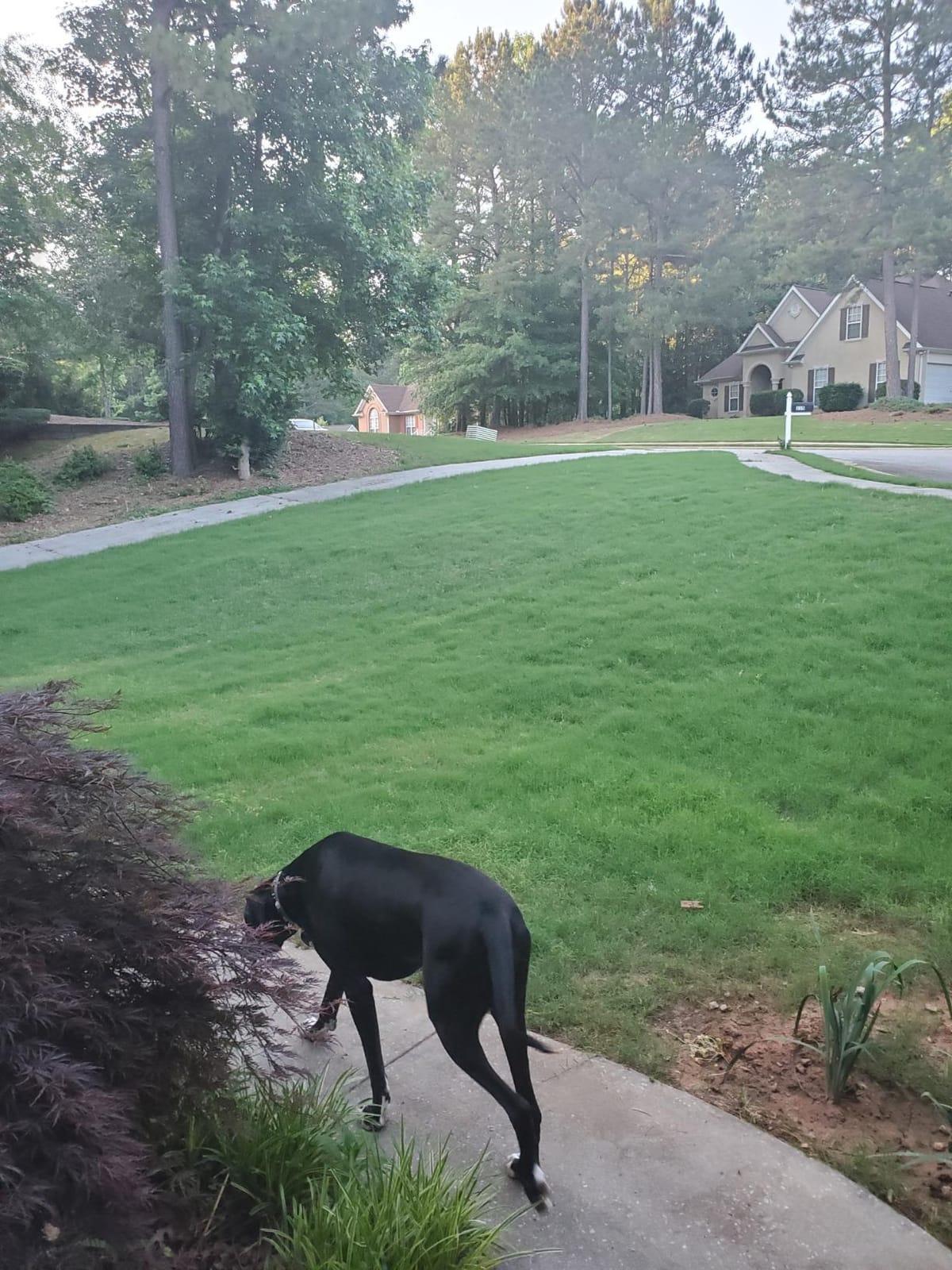 Liquid Lawn Aerator, Loosens and Conditions Compacted Soil, 32oz customer photo 1