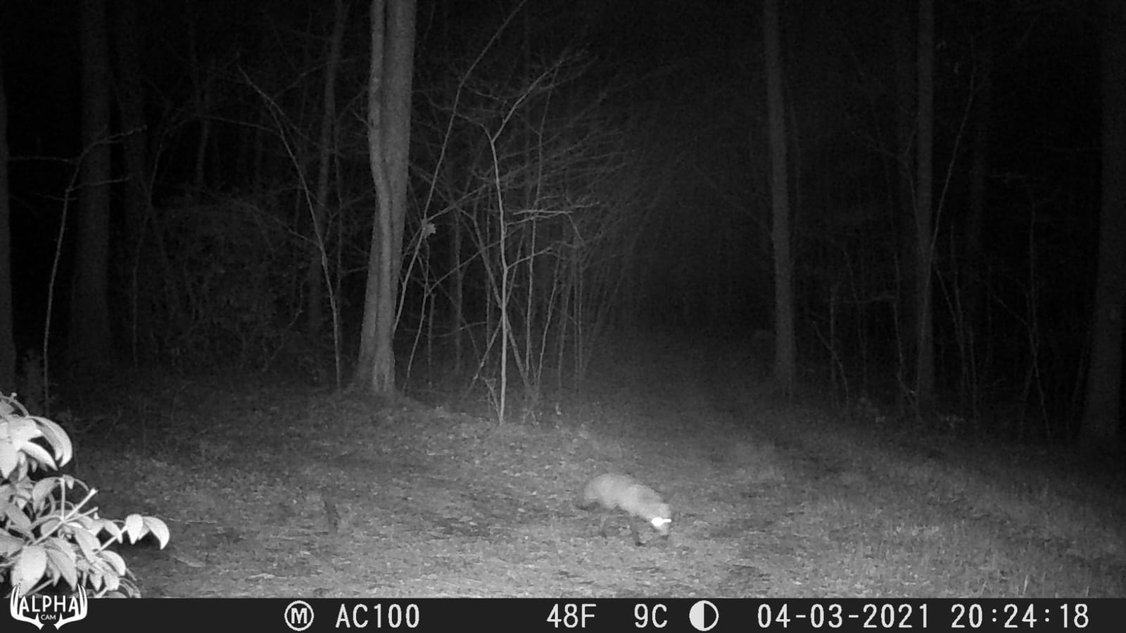 No Glow Dual Lens Outdoor Hunting Trail Camera 30MP 1080p 30fps IP67 Waterproof Scouting Cam with Ultra Fast Motion Trigger Speed and Recovery Rate 2.4