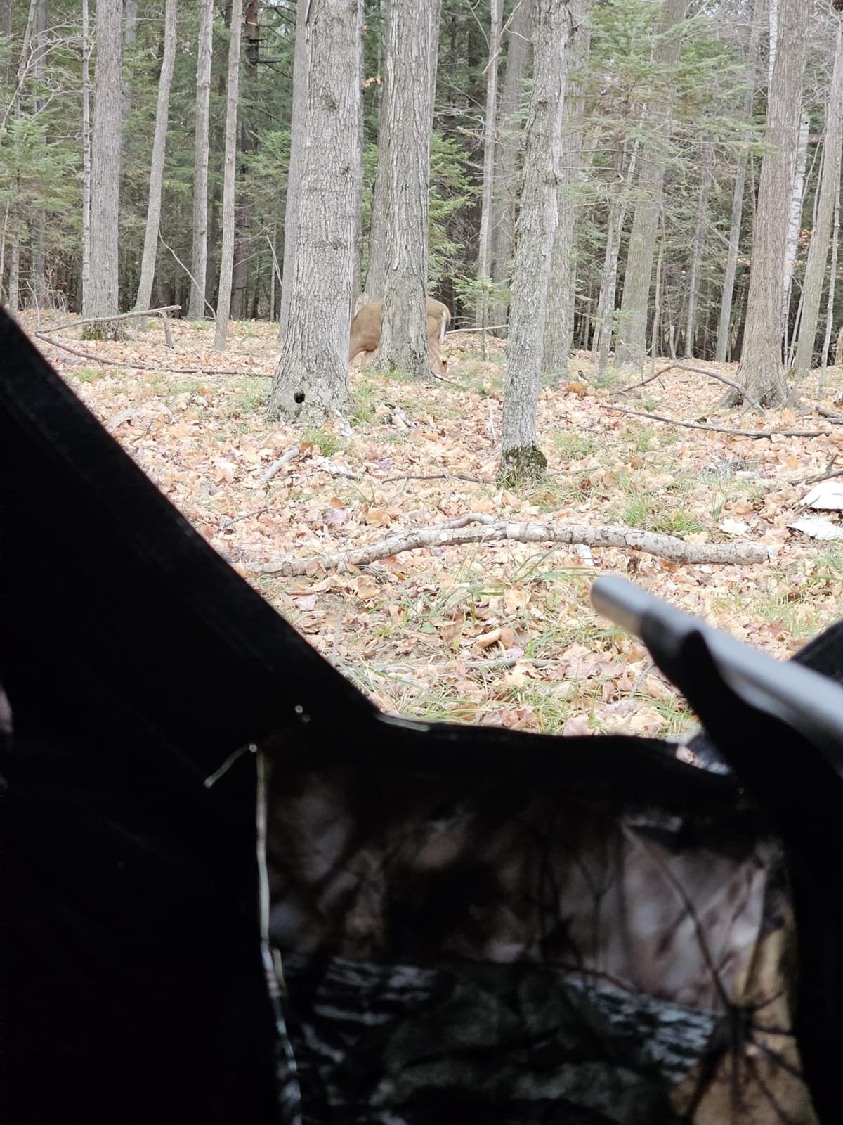 Tangkula 3 Person Pop up Ground Blind, Portable Hunting Blind with Mesh Windows, Carrying Bag & Ground Stakes, Camouflage Hunting Tent with Hub System, Camo Deer Blinds for Hunting customer photo 1