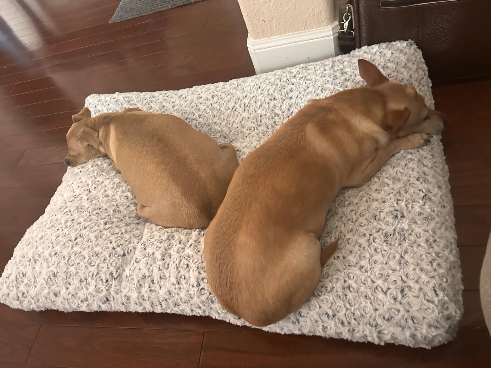 KSIIA Washable Dog Bed customer photo 1