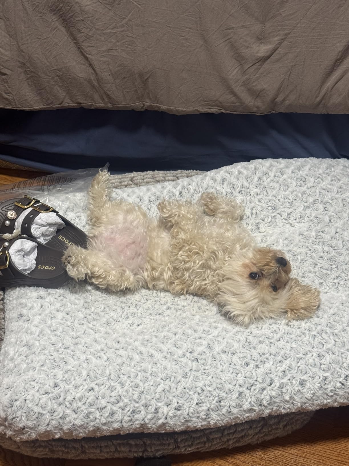 KSIIA Washable Dog Bed customer photo 2