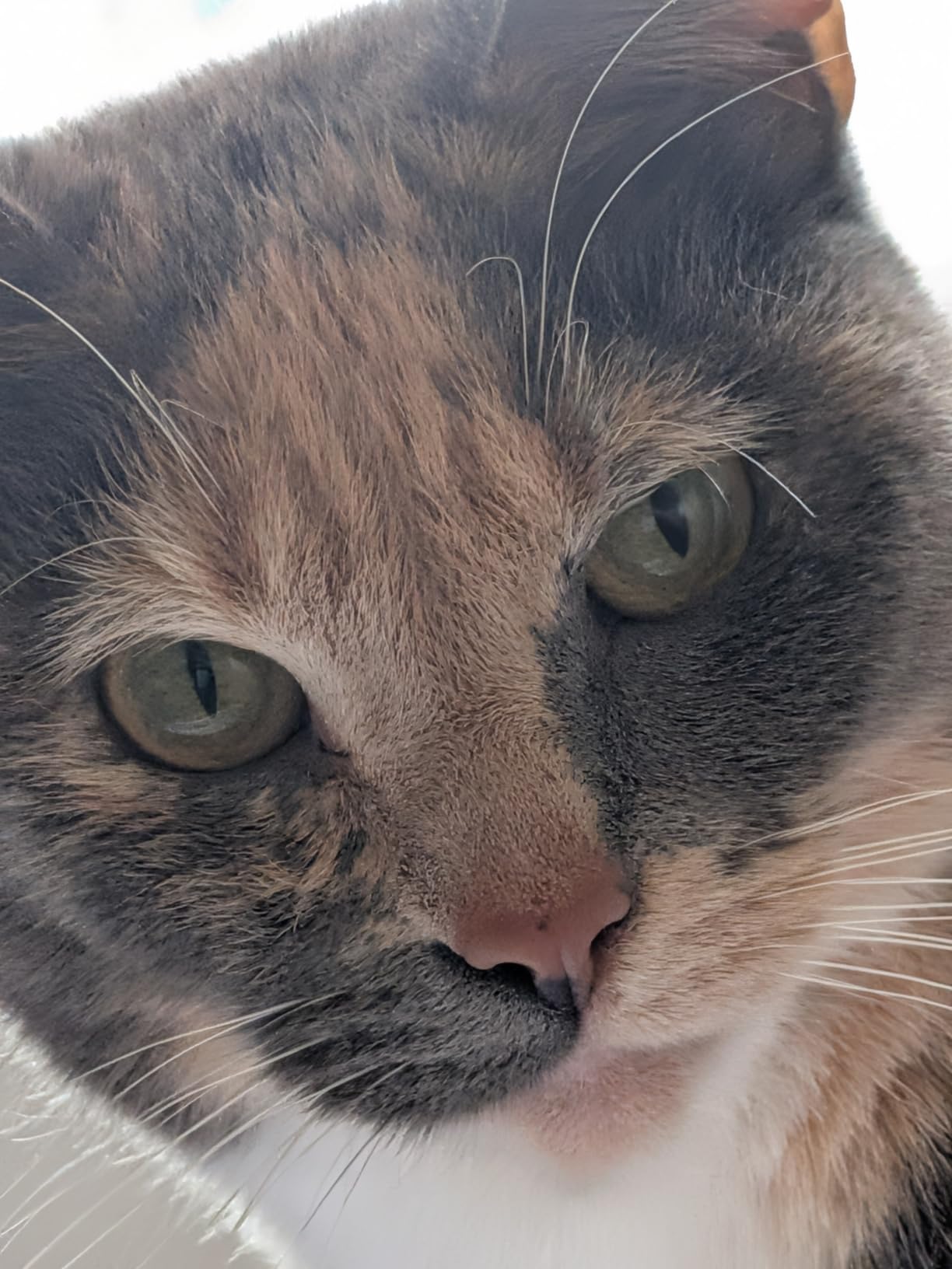 Pixel 10 customer photo 1