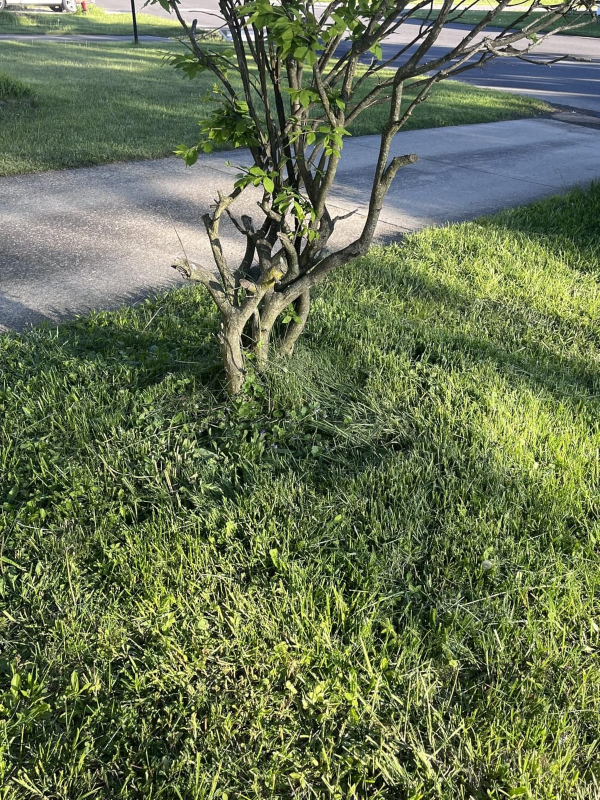 Battery Powered Weed Wacker Cordless Lightweight for Seniors & Small Lawns customer photo 2