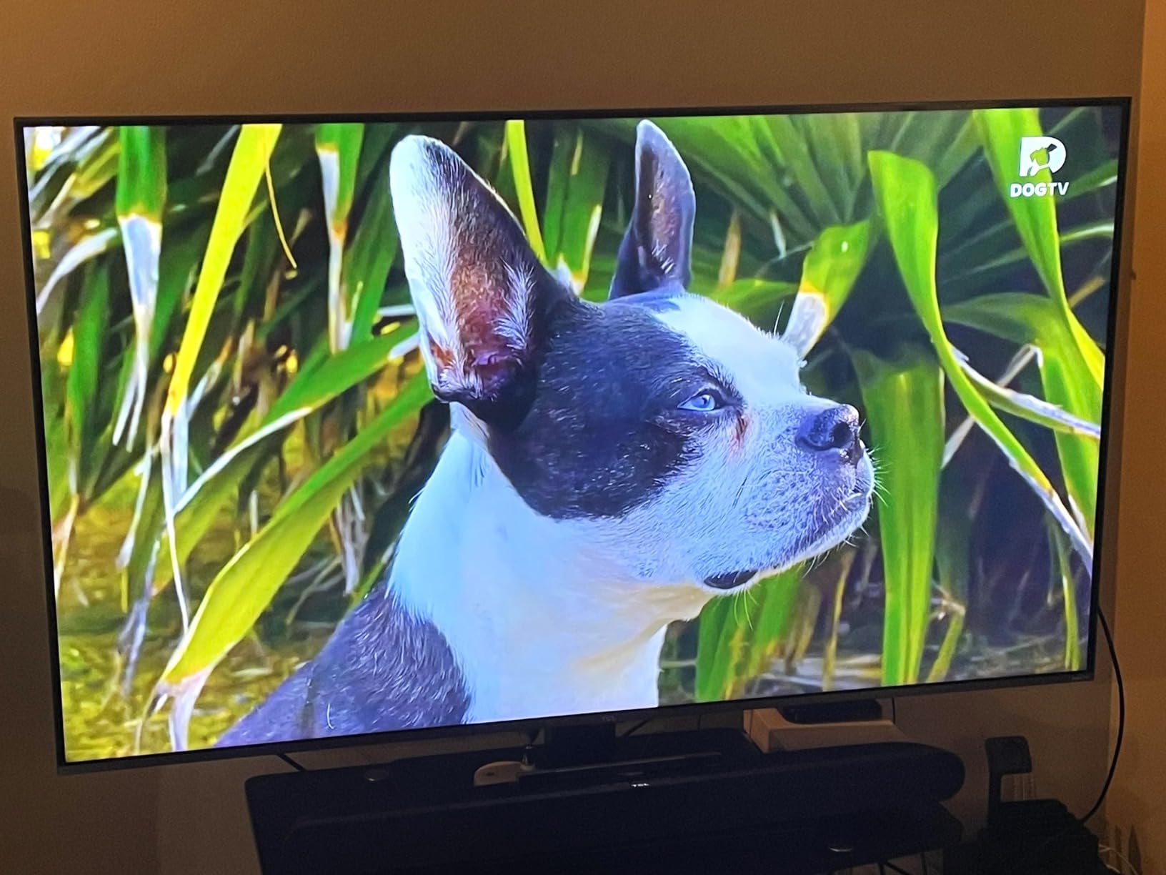 TCL 55-Inch Designer Series QD-Mini LED TV, 4K Google Smart TV, 55A400U customer photo 2