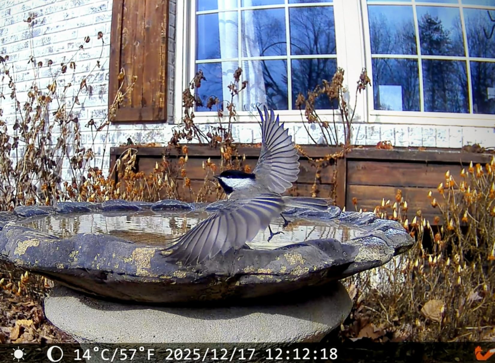 4G LTE Cellular Trail Camera, 2.5K 360° Live Feed with SIM Card Included customer photo 1
